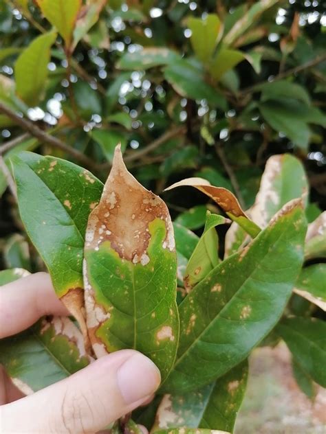 桂花枯葉病|桂花叶枯病